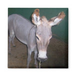 Donkey Refrigerator Magnets