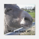 Donkey Magnet