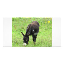 Donkey Photo Card