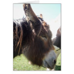 Donkey Portrait Greeting Card cards
