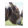 Donkey Portrait Postcard