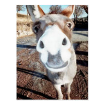 "Donkey" Postcard