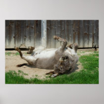 donkey