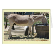 Donkey Rescue Animal Spirit Friend - Blank Inside Cards