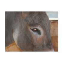 Donkey Thoughts Farm Animal Photo Postcard