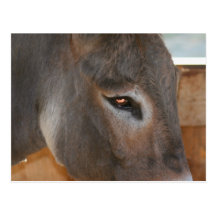 Donkey Thoughts Farm Animal Photo Postcard
