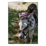 donkey with hat cards