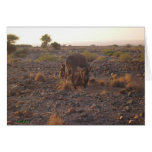 Donkeys in Africa Cards