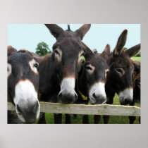 Donkeys! Print