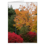 Donner des cartes de thanksgiving de mercis