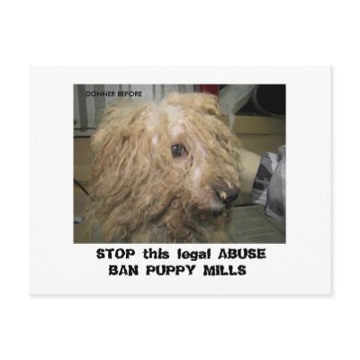 DonnerBichon12-10-08 (42),  STOP this legal ABU... Post Cards by Stinkydoosmom