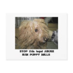 DonnerBichon12-10-08 (42),  STOP this legal ABU... postcards