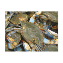 Don't Bother Me...I'm Crabby! Postcard