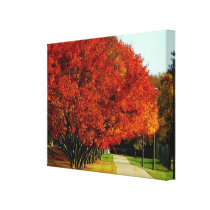 Don't Lose Sight Canvas Stretched Canvas Print