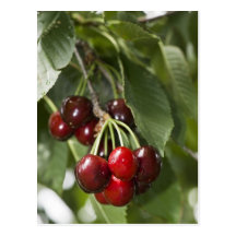 Door Country Cherries Post Cards