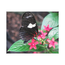 Doris on Pink Flower Canvas Print