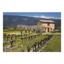 Dormant vineyard, fruit blossoms, stone house, photographic print
