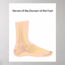 Dorsal digital nerves of foot Poster