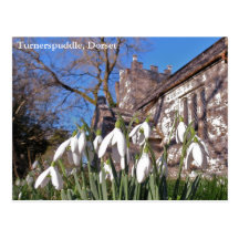 Dorset Snowdrops postcard