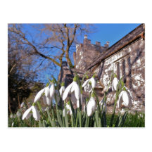 Dorset Snowdrops postcard