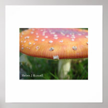 Dotty toadstool print