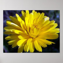 Double Aster Posters