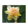 Double Beauty Daffodil Photography