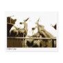 Double Beauty Postcard