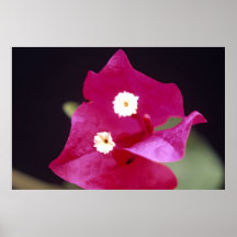 Double Blossom Poster