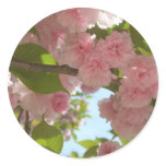 Double Blossoming Cherry Tree III Sticker
