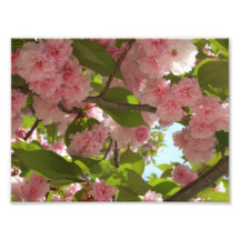 Double Blossoming Cherry Tree Photo Print