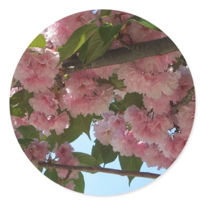 Double Blossoming Cherry Trees IV Sticker by mlewallpapers