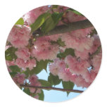 Double Blossoming Cherry Trees IV Sticker