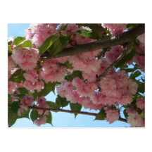 Double carte postale de floraison des cerisiers IV
