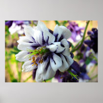 Double Columbine