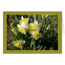 Double Daffodils Easter or Spring Cards