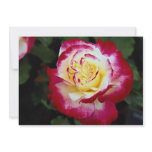 Double Delight Hybrid Tea Rose 'Andeli' Roses Announcements