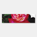 Double Delight Hybrid Tea Rose 'Andeli' White flow Bumper Stickers