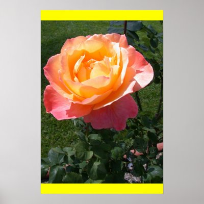 Double Delight! Print by donnythed