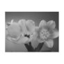 Double Delight Tulips in Monochrome Postcard