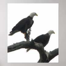 Double Eagle Posters