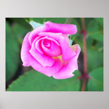 Double Knockout (Pink) Posters