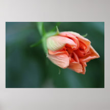 Double Peach Hibiscus Bud on Canvas Print