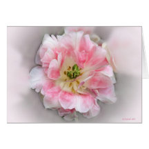 Double Pink Beauty Cards