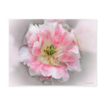 Double Pink Beauty Postcard