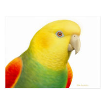 Double Yellow Head Amazon Parrot Postcard