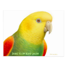 Double Yellow Headed Amazon Postcard