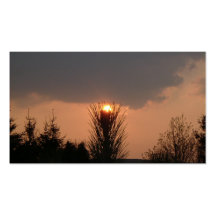 douglas fir tree crown business card