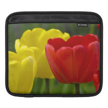 Douille rouge et jaune d'iPad de tulipe Housses iPad