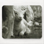 Doux comme un agneau / Gentle as a lamb ... Tapis De Souris